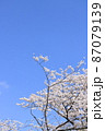 春の青空に満開の桜から舞い散る花びら 87079139