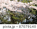 満開の桜の花とその奥に咲く椿の花 87079140
