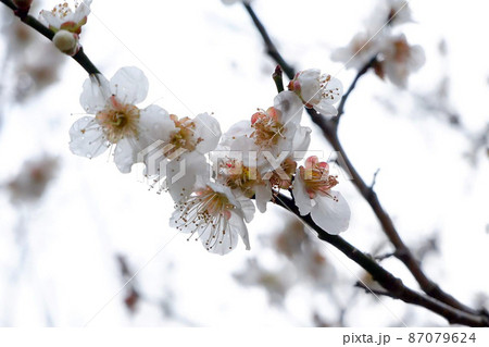 梅の花 梅の花 87079624