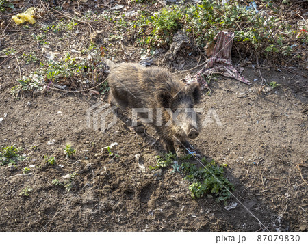 swine fever wild boar in Genoa town Bisagno river Italy urban wildlife swine fever wild boar in Genoa town Bisagno river Italy urban wildlife 87079830