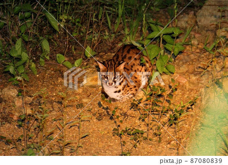 野生のベンガルヤマネコ （Leopard Cat） 87080839