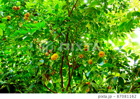 【京都】初夏の京都府立植物園 観覧温室の柑橘 【京都】初夏の京都府立植物園 観覧温室の柑橘 87081162