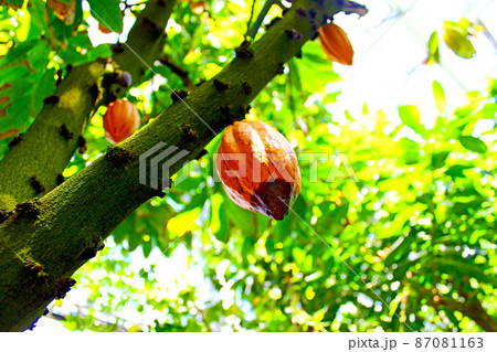 【京都】初夏の京都府立植物園 観覧温室のカカオの果実(アップ) 【京都】初夏の京都府立植物園 観覧温室のカカオの果実(アップ) 87081163