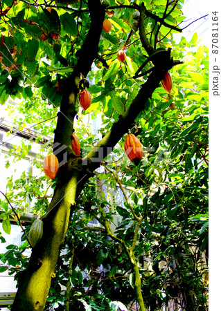 【京都】初夏の京都府立植物園 観覧温室のカカオの果実 【京都】初夏の京都府立植物園 観覧温室のカカオの果実 87081164