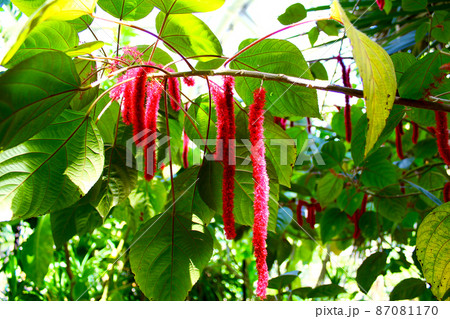 【京都】初夏の京都府立植物園　観覧温室のベニヒモノキ 87081170