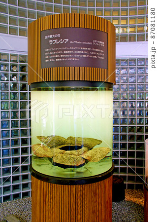 【京都】初夏の京都府立植物園　観覧温室前で出迎える巨大なラフレシア 87081180