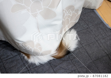 カーテンからしっぽをのぞかせ飼い主の帰りを待つ愛犬パピヨン カーテンからしっぽをのぞかせ飼い主の帰りを待つ愛犬パピヨン 87081182