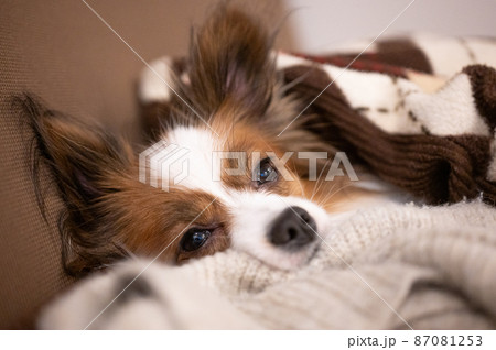 布団に横になってうとうと眠そうな表情の愛犬パピヨン 87081253