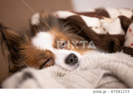 布団に横になってうとうと眠そうな表情の愛犬パピヨン 87081255