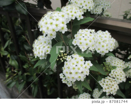 可愛らしく咲いているコデマリの花 87081744