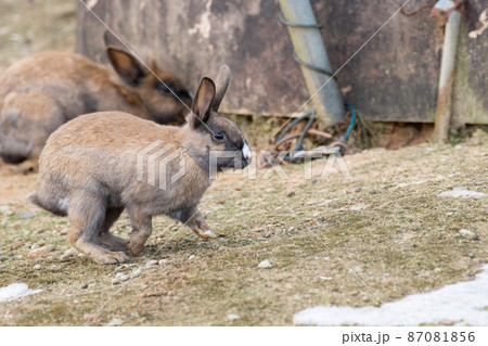 走るうさぎの写真素材