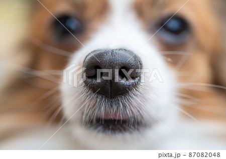 犬の鼻のマクロ撮影｜パピヨンと屋外テラスで晴れた日のお散歩 87082048