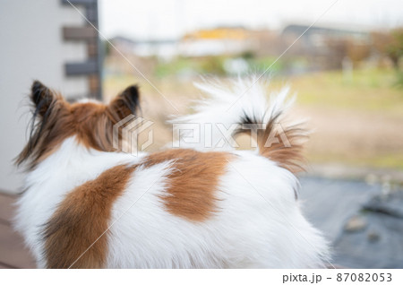 ふわふわパピヨンと屋外テラスで晴れた日のお散歩 87082053