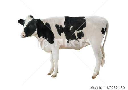 white and black cow isolated on white background 87082120