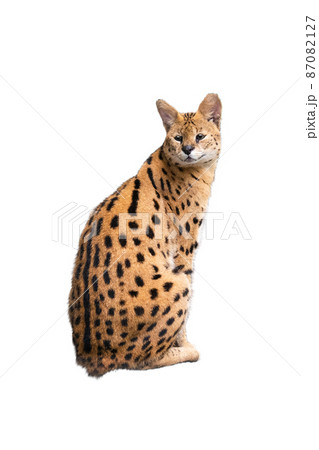 seated serval isolated on white background seated serval isolated on white background 87082127