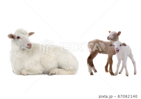 mother sheep and little sheep isolated on white background 87082140