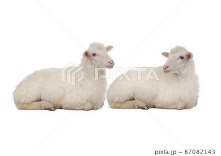 Two sheep isolated on white background 87082143
