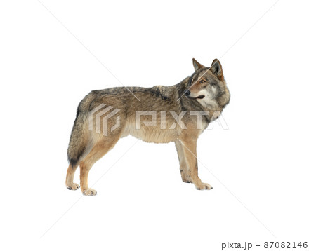 gray wolf looking to the side isolated on white background gray wolf looking to the side isolated on white background 87082146