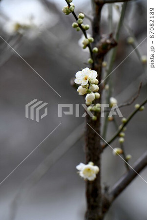 梅の花（月影） 87082189