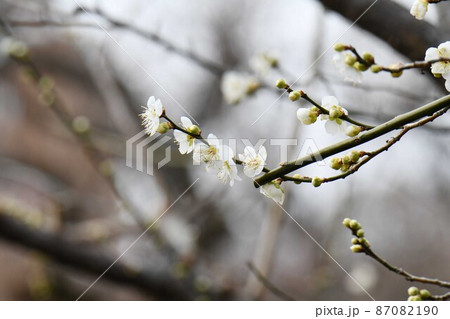 梅の花(月影) 梅の花(月影) 87082190