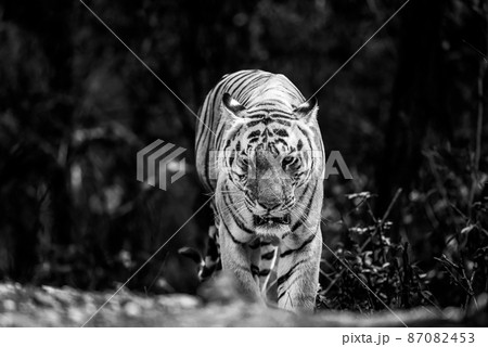wild royal bengal huge male tiger head on portrait eye contact in black and white background outdoor wildlife safari at kanha national park forest reserve madhya pradesh india - panthera tigris tigris 87082453