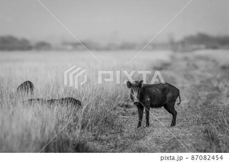 Indian boar or Andamanese or Moupin pig or wild boar animal with eye contact in black and white background of forest of central india - Sus scrofa cristatus 87082454