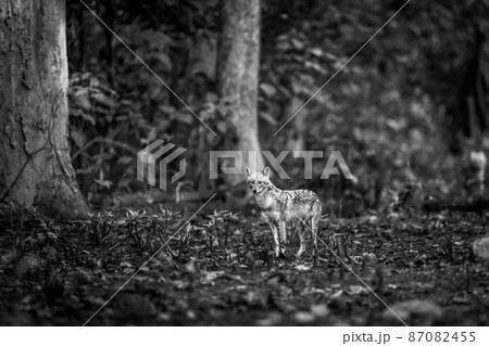 golden jackal or Canis aureus fine art portrait in black and white background at dhikala zone of jim corbett national park or forest reserve uttarakhand india 87082455