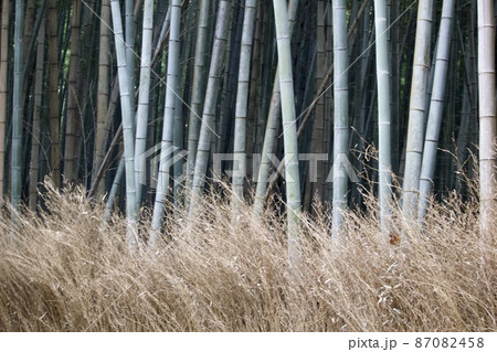竹林の道の竹 87082458