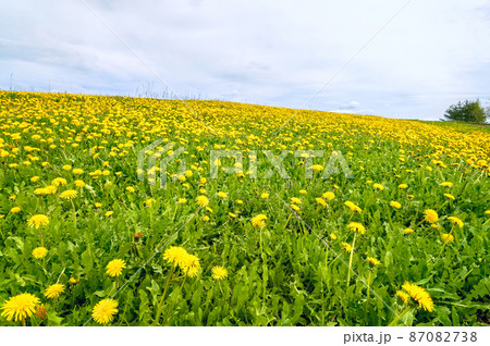 Meadow with blooming yellow dandelions and cloudy sky. Spring landscape with yellow dandelion flowers. Meadow with blooming yellow dandelions and cloudy sky. Spring landscape with yellow dandelion flowers. 87082738
