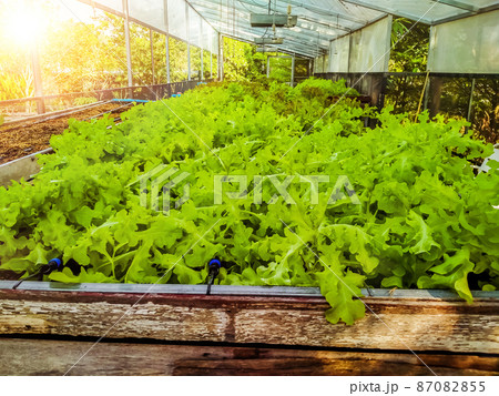 Hydroponic greenhouse Lettuce agriculture farm. rows of young  plants growing 87082855
