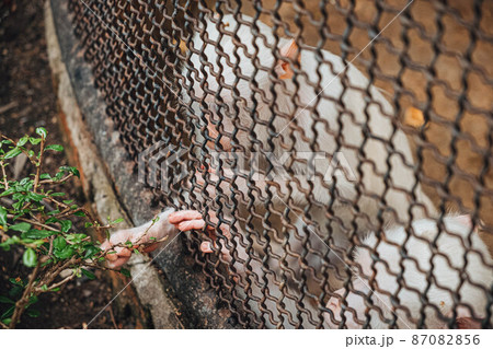 a monkey feeling loneliness and sadness behind jail. the eyes of a monkey as a result of being placed in a cage in the zoo a monkey feeling loneliness and sadness behind jail. the eyes of a monkey as a result of being placed in a cage in the zoo 87082856