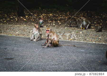 Mom Monkey carry her baby on her back cross the street 87082864