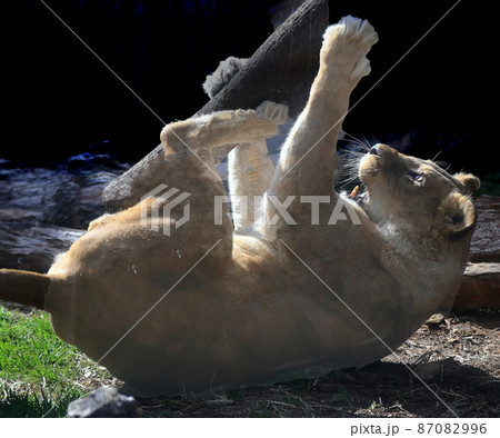 寝転がって遊ぶライオン 87082996