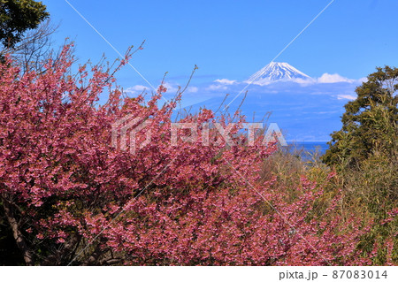 静岡県伊豆市小下田 下り宮の下村三島神社鳥居に咲く早咲きの土肥桜と世界遺産の富士山 静岡県伊豆市小下田 下り宮の下村三島神社鳥居に咲く早咲きの土肥桜と世界遺産の富士山 87083014