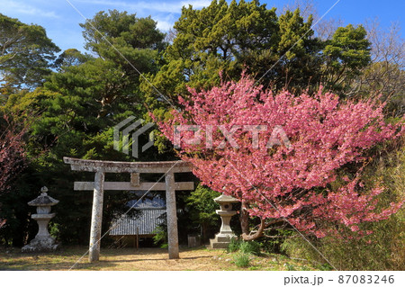 静岡県伊豆市小下田 下り宮の下村三島神社鳥居と早咲きの土肥桜 静岡県伊豆市小下田 下り宮の下村三島神社鳥居と早咲きの土肥桜 87083246