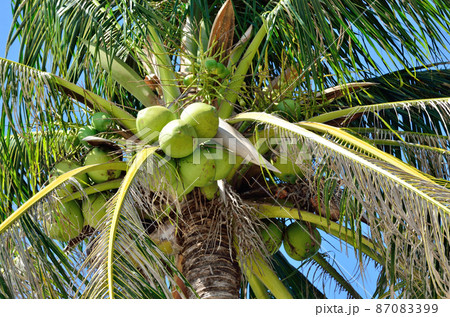 Fresh coconut fruit on tree with blue sky background Fresh coconut fruit on tree with blue sky background 87083399