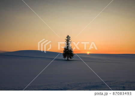 【北海道美瑛町】夕日とクリスマスツリーの木 87083493