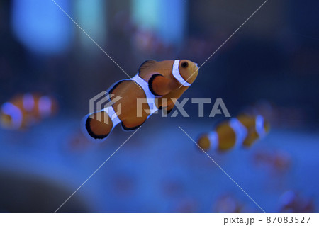 カクレクマノミが泳ぐ様子 87083527