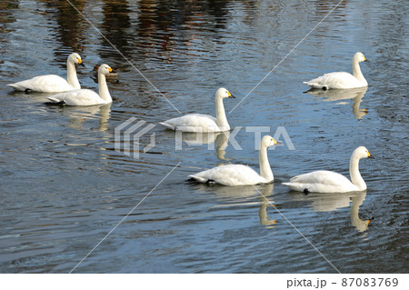 埼玉県比企郡川島町白鳥飛来地　川を泳ぐ白鳥の群れ 87083769