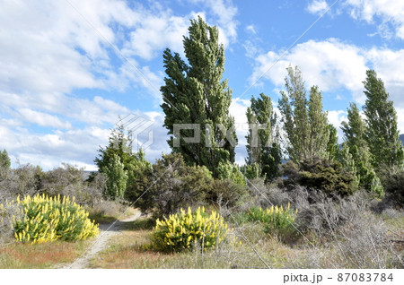 散歩コース 87083784