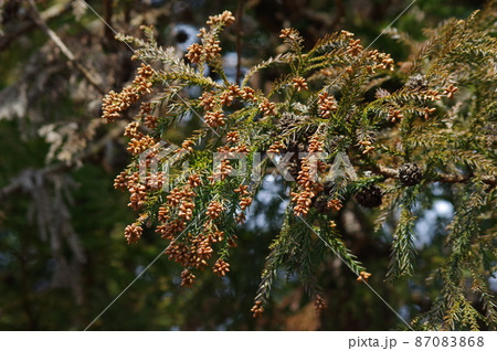 飛散直前のスギ花粉【花粉症イメージ】 87083868