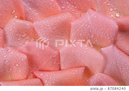 Rose petal droplets Rose petal droplets 87084240