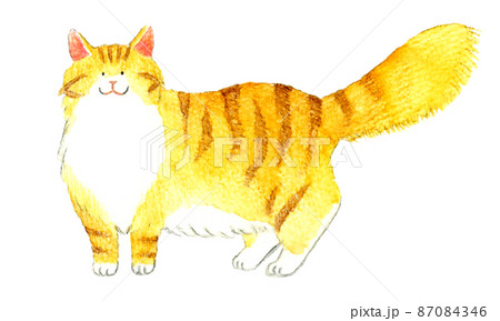 猫のかわいい手描き水彩イラスト 四本足で立つ茶白の長毛種の猫のイラスト素材