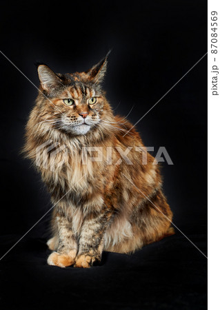 Angry fluffy cat Maine coon on black background. 87084569