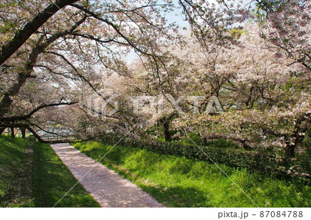 幸手権現堂桜堤、満開の桜(ソメイヨシノ)【埼玉県幸手市】 87084788