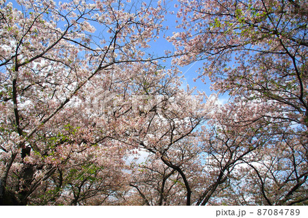 幸手権現堂桜堤、満開の桜(ソメイヨシノ)【埼玉県幸手市】 87084789