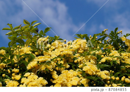 木香薔薇 87084855