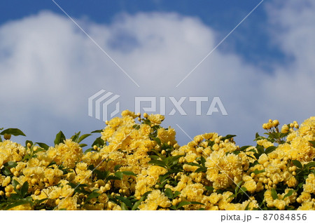 木香薔薇 87084856