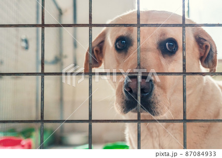 Portrait of lonely sad abandoned stray labrador behind the fence at animal shelter. Best human's friend is waiting for a forever home. Animal rescue concept 87084933