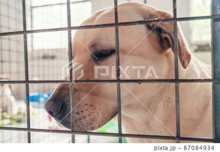 Portrait of lonely sad abandoned stray labrador behind the fence at animal shelter. Best human's friend is waiting for a forever home. Animal rescue concept 87084934